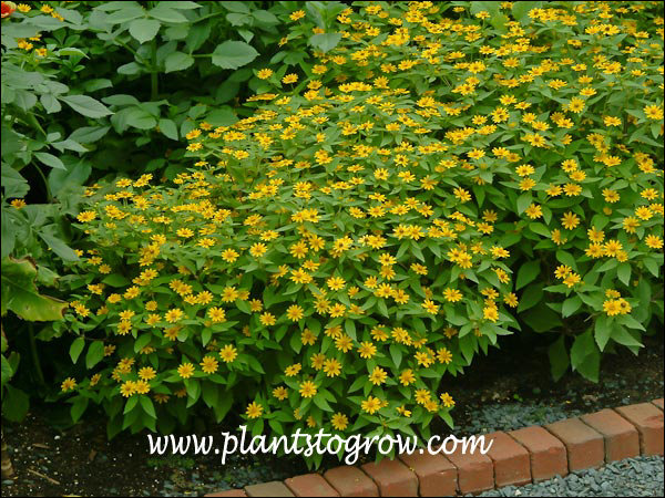 These plants were just loaded with flowers.